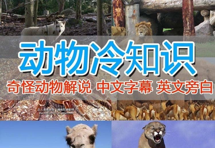 外面卖1699的国外纪录片解说（动物解说、美食、动画片）稳过中视频-靠谱项目库